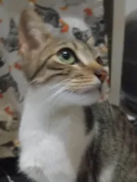 Gato ra a SRD-ViraLata idade 1 ano nome Cherry