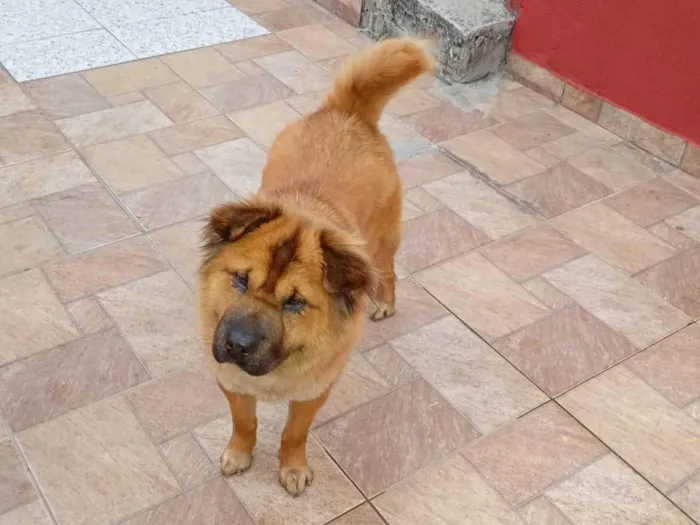 Cachorro ra a Chow Chow idade 1 ano nome Kiara 