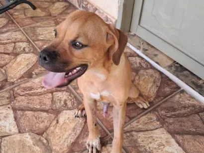 Cachorro raça Boxer idade 2 a 6 meses nome sem nome