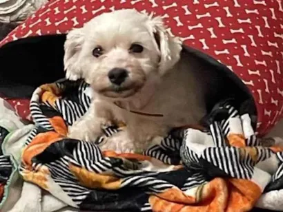 Cachorro ra a Maltês idade 4 anos nome Theodor 