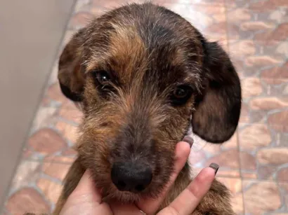 Cachorro raça SRD-ViraLata idade 7 a 11 meses nome Dora