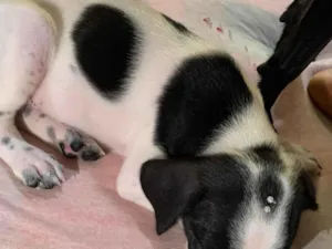 Cachorro raça SRD-ViraLata idade 2 a 6 meses nome Bolinha 