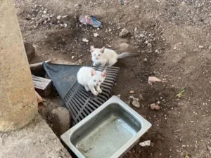 Gato raça SRD-ViraLata idade Abaixo de 2 meses nome Não tem