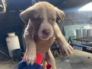 Cachorro raça SRD-ViraLata idade Abaixo de 2 meses nome Elisson da silva lima