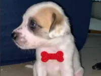 Cachorro raça SRD-ViraLata idade 2 a 6 meses nome juninho 