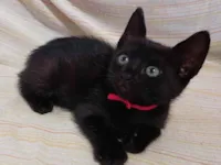 Gato raça SRD-ViraLata idade 2 a 6 meses nome Sem nome.