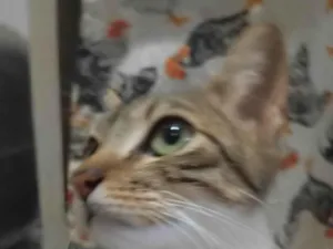 Gato ra a SRD-ViraLata idade 1 ano nome Cherry