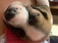 Cachorro ra a SRD-ViraLata idade 2 a 6 meses nome Theodoro