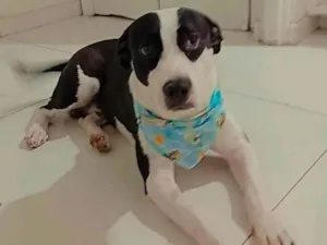 Cachorro raça SRD-ViraLata idade 1 ano nome Batman