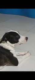 Cachorro ra a SRD-ViraLata idade 1 ano nome Batman