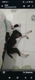 Cachorro ra a SRD-ViraLata idade 1 ano nome Batman