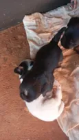 Pitbull vira lata