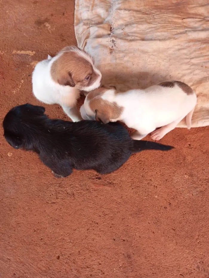 Cachorro ra a SRD-ViraLata idade 2 a 6 meses nome Pitbull vira lata