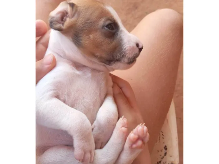 Cachorro raça SRD-ViraLata idade 2 a 6 meses nome Pitbull vira lata