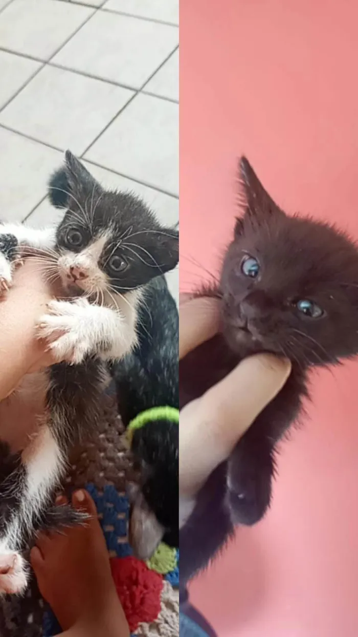 Gato ra a SRD-ViraLata idade Abaixo de 2 meses nome Não tem 