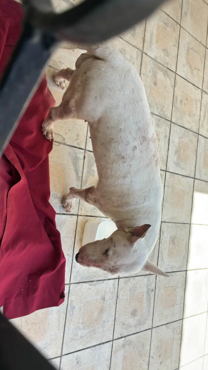 Cachorro ra a Fox Terrier idade 3 anos nome Briza 