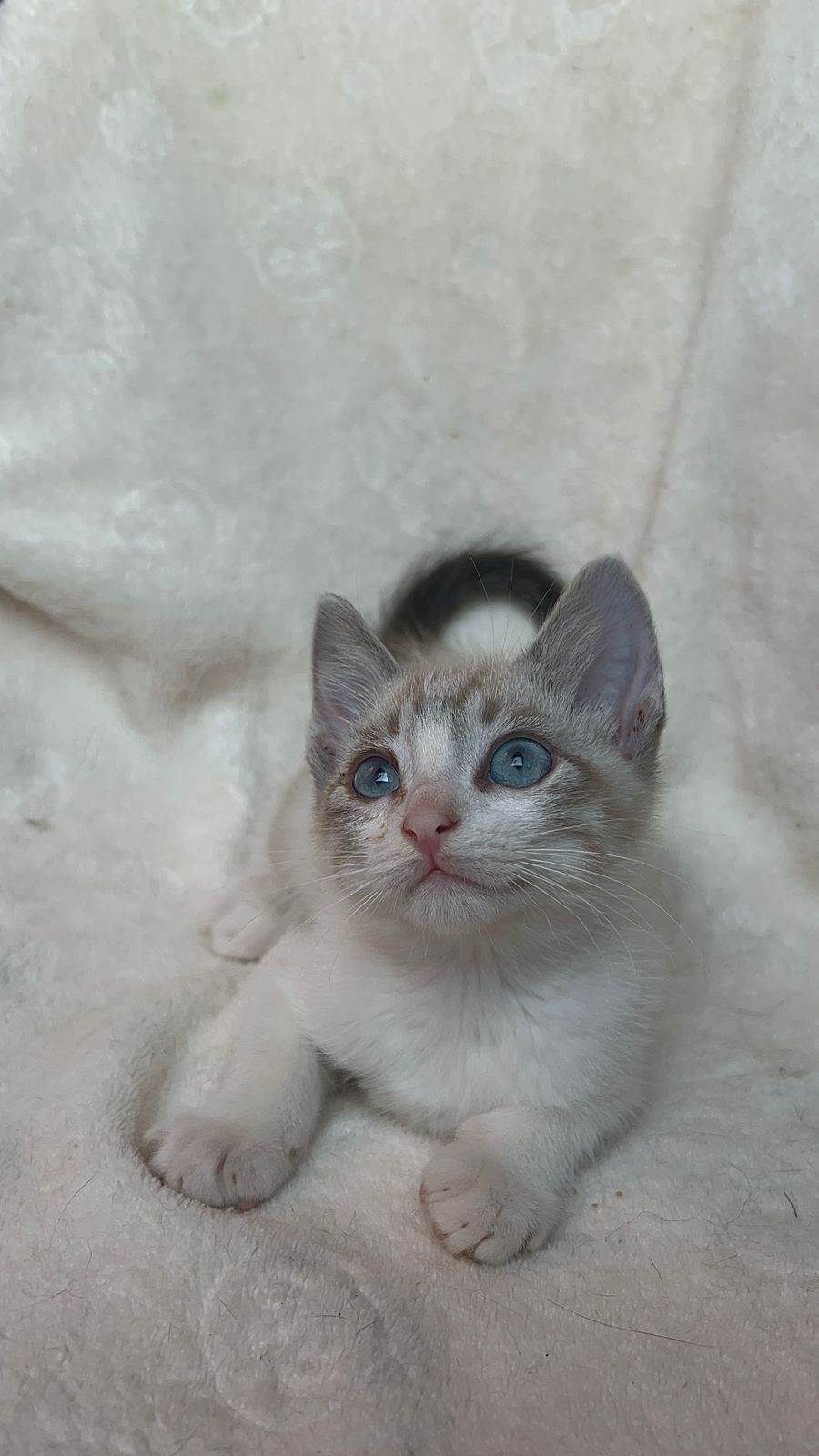 Gato ra a SRD-ViraLata idade 2 a 6 meses nome Olavo