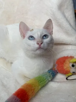 Gato ra a SRD-ViraLata idade 2 a 6 meses nome Clara