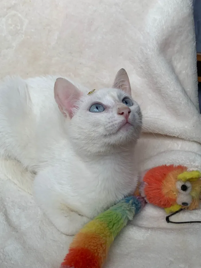 Gato ra a SRD-ViraLata idade 2 a 6 meses nome Clara