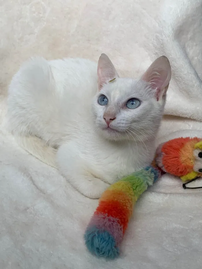 Gato ra a SRD-ViraLata idade 2 a 6 meses nome Clara