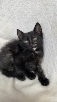 Gato ra a SRD-ViraLata idade 2 a 6 meses nome Mary