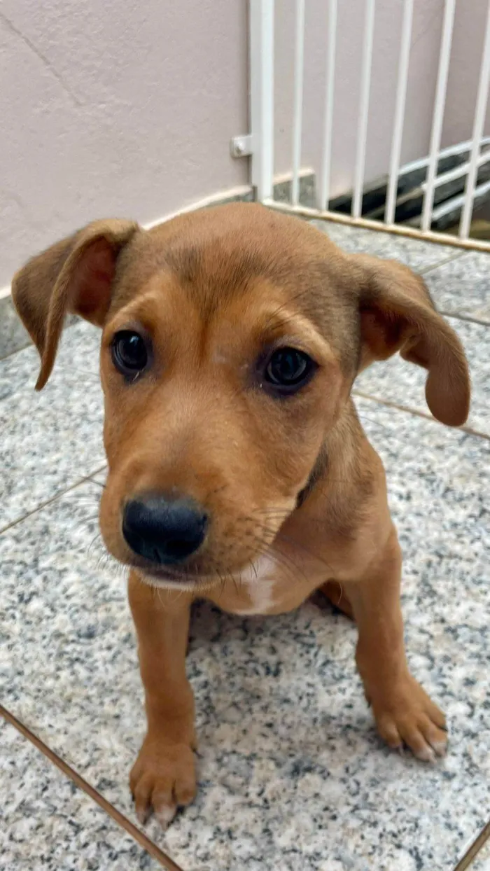 Cachorro ra a SRD-ViraLata idade 2 a 6 meses nome MARIA FLOR