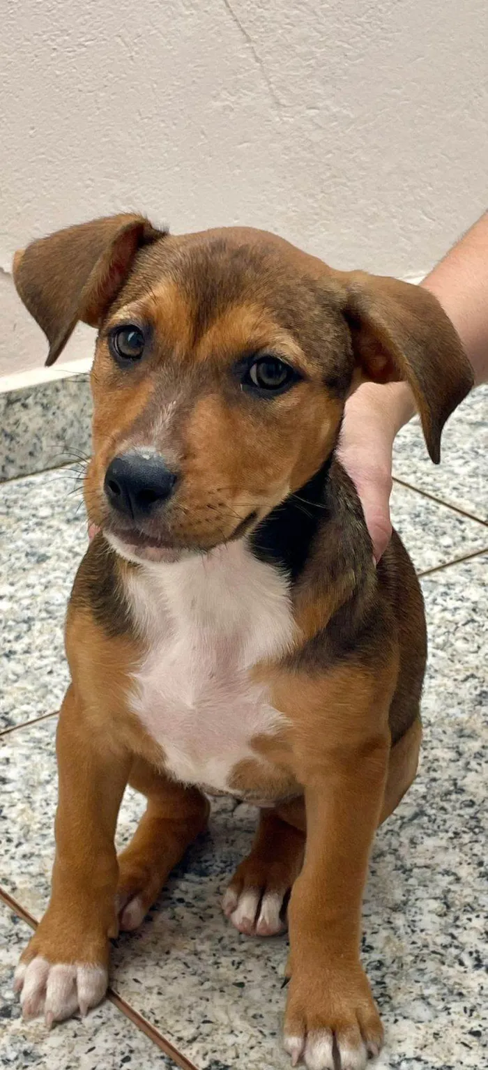 Cachorro ra a SRD-ViraLata idade 2 a 6 meses nome JULIA