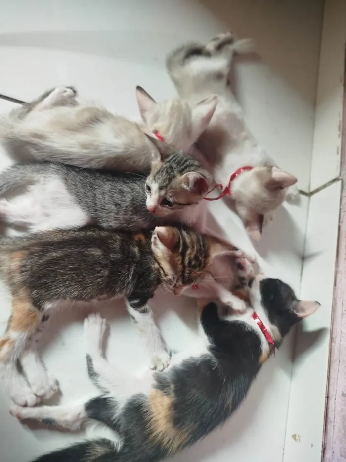 Gato ra a SRD-ViraLata idade Abaixo de 2 meses nome Filhotes de um mês 