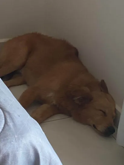 Cachorro ra a SRD-ViraLata idade 7 a 11 meses nome Goldinho da Shoppe