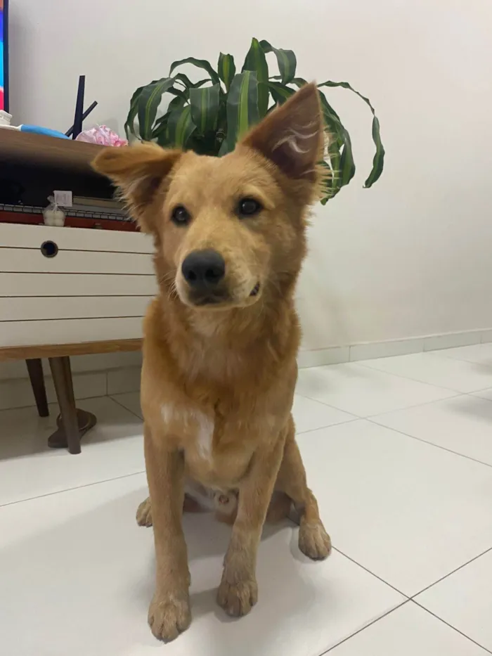 Cachorro ra a SRD-ViraLata idade 7 a 11 meses nome Goldinho da Shoppe
