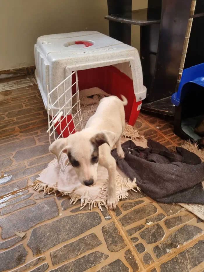 Cachorro ra a SRD-ViraLata idade Abaixo de 2 meses nome Pirata