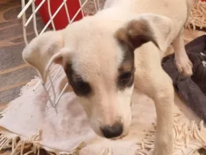 Cachorro raça SRD-ViraLata idade Abaixo de 2 meses nome Pirata