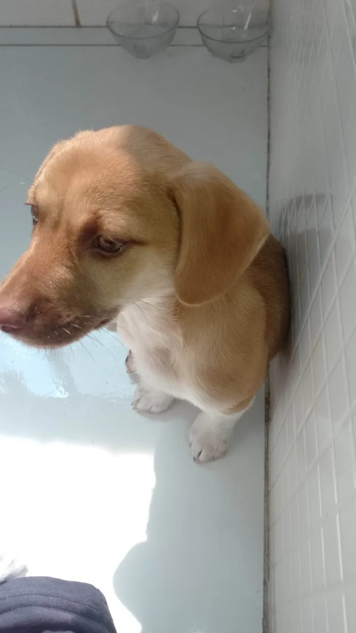 Cachorro ra a SRD-ViraLata idade 2 a 6 meses nome Teddy