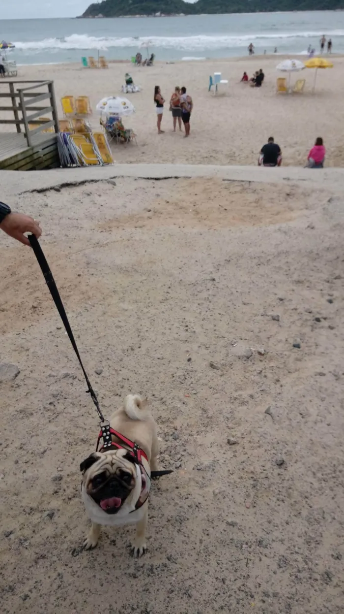 Cachorro ra a Poodle idade 6 ou mais anos nome Noah pug