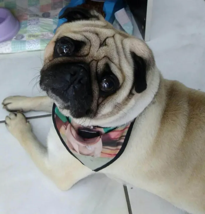 Cachorro ra a Poodle idade 6 ou mais anos nome Noah pug