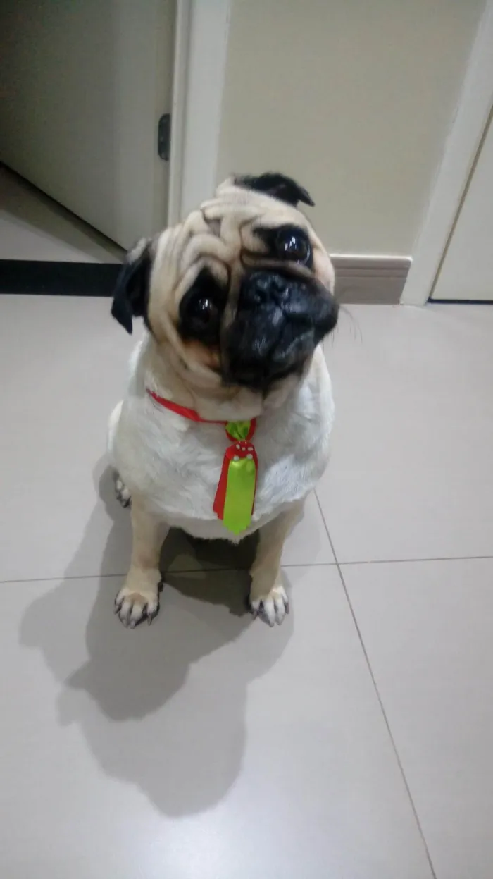 Cachorro ra a Poodle idade 6 ou mais anos nome Noah pug