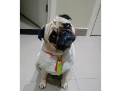 Cachorro raça Poodle idade 6 ou mais anos nome Noah pug