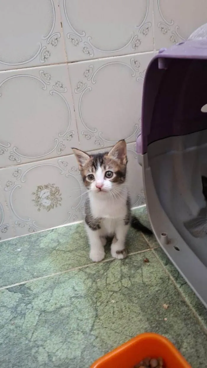 Gato ra a SRD-ViraLata idade Abaixo de 2 meses nome Lady