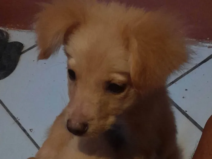 Cachorro ra a SRD-ViraLata idade 2 a 6 meses nome Bart