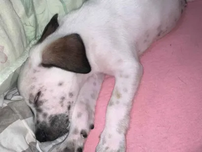 Cachorro raça SRD-ViraLata idade 2 a 6 meses nome Betouve