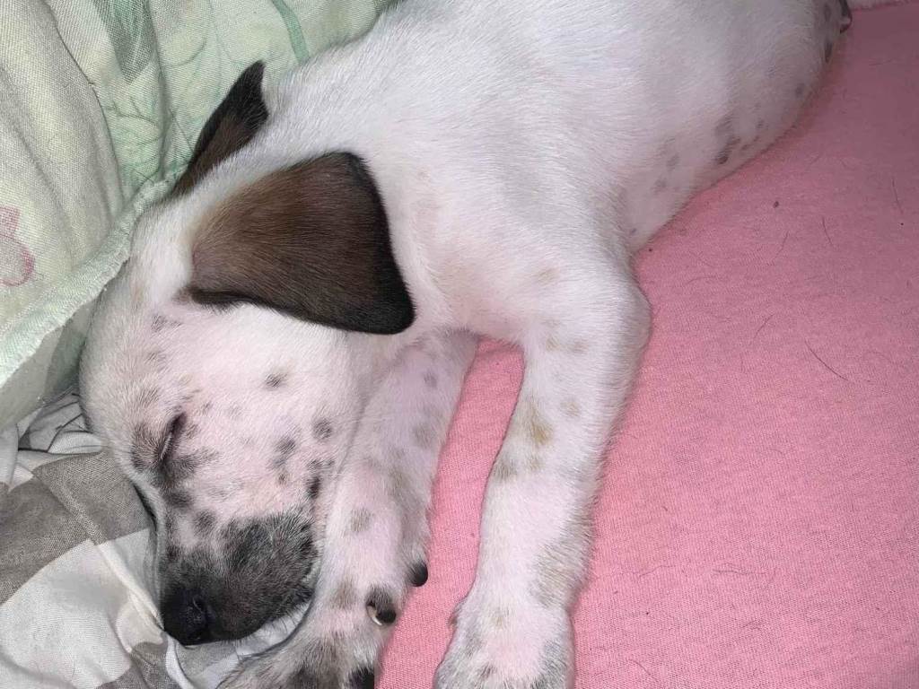 Cachorro ra a SRD-ViraLata idade 2 a 6 meses nome Betouve