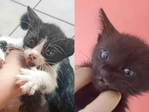 Gato raça SRD-ViraLata idade Abaixo de 2 meses nome Não tem 