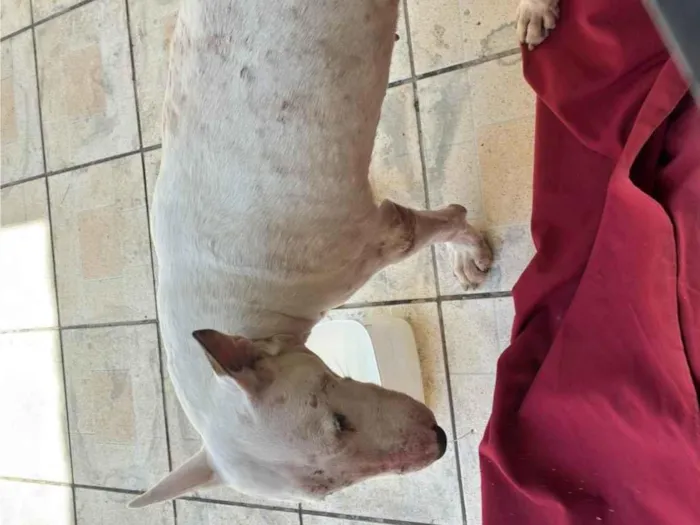 Cachorro raça Fox Terrier idade 3 anos nome Briza 