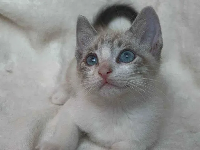 Gato raça SRD-ViraLata idade 2 a 6 meses nome Olavo