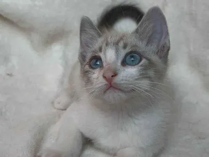 Gato raça SRD-ViraLata idade 2 a 6 meses nome Olavo