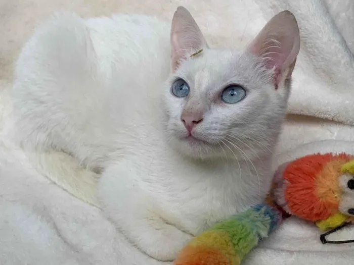 Gato ra a SRD-ViraLata idade 2 a 6 meses nome Clara