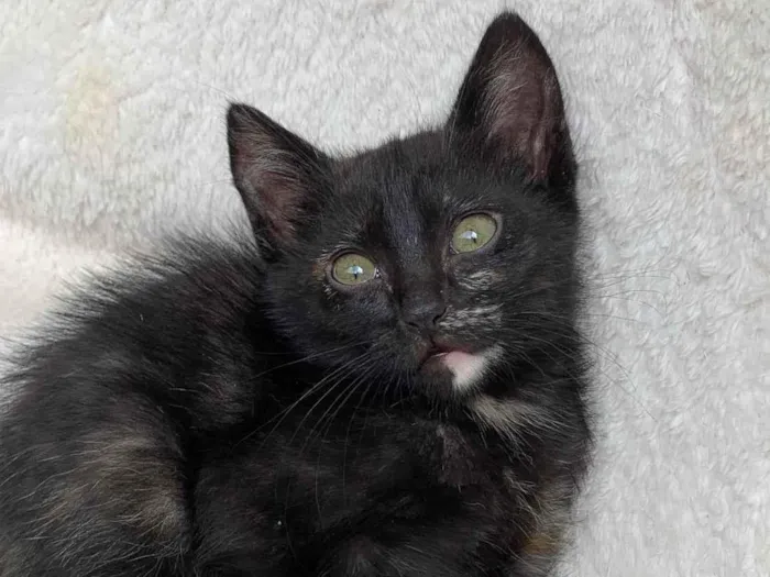 Gato ra a SRD-ViraLata idade 2 a 6 meses nome Mary