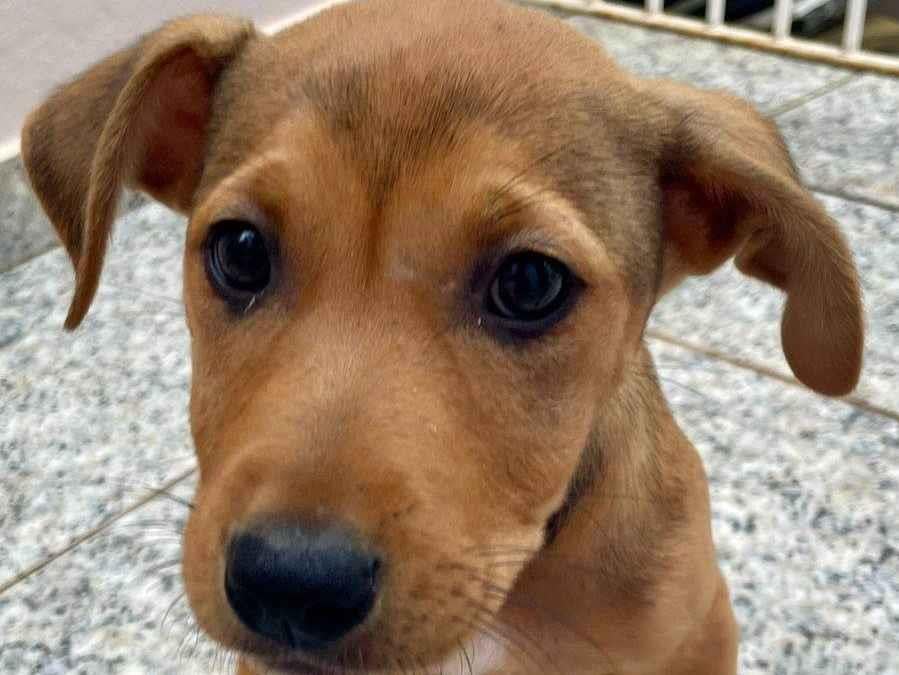 Cachorro ra a SRD-ViraLata idade 2 a 6 meses nome MARIA FLOR