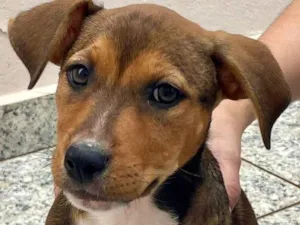 Cachorro raça SRD-ViraLata idade 2 a 6 meses nome JULIA
