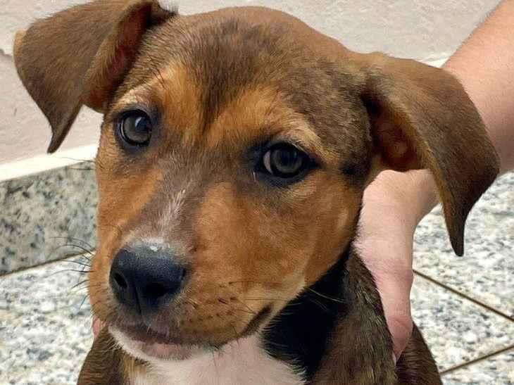 Cachorro ra a SRD-ViraLata idade 2 a 6 meses nome JULIA